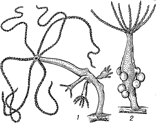 Kraken актуальное